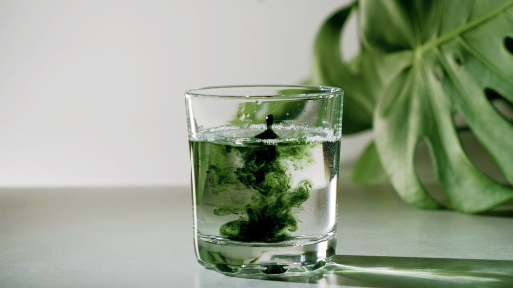 Where to Buy Chlorophyll Water Drops
